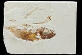 Cretaceous Fossil Fish (Armigatus) - Lebanon #77116-1